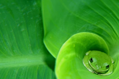 Frog Wallpapers Full HD