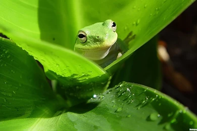HD Frog Wallpapers