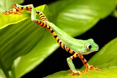 Gallery For   Frog Wallpapers Hd