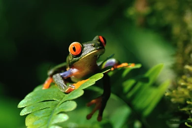 Frog Computer Wallpapers, Desktop Backgrounds
