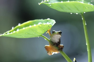 YouWall   Frog On A Leaf Wallpapers   Wallpaper,wallpapers,free ...