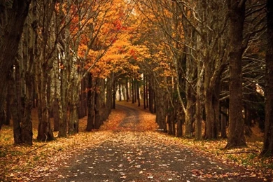 Late Autumn HD Desktop Wallpapers : High Definition : Mobile : Dual ...