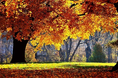 Gallery For   Computer Wallpapers Fall Scenes