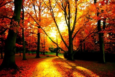 Autumn Wallpapers Widescreen   Desktop Backgrounds