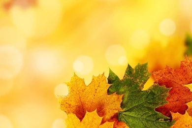 Fall Leaves Backgrounds Powerpoint