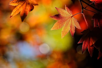 Fall Picture Backgrounds