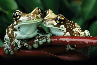 The Couple 1600x900 Wallpapers,Frog 1600x900 Wallpapers & Pictures ...