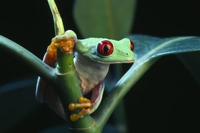 Beautiful Frog Wallpapers 1920x1200 Wallpapers,Frog 1920x1200 ...