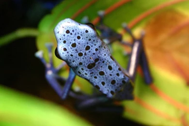Blue Frog Wallpapers 1600x1200 Wallpapers,Frog 1600x1200 Wallpapers ...