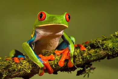 Frog Wallpapers High Resolution