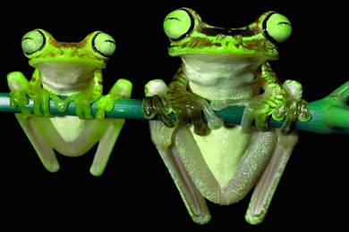 Gallery For   Child Frog Wallpapers