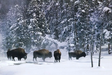 Free Winter Desktop Wallpapers