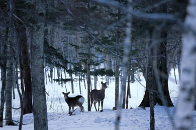 Gallery For   Free Snow Scene Wallpapers Desktop