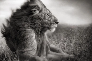 Lion HD Wallpapers   Android Apps And Tests   AndroidPIT