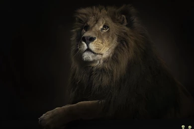 Beautiful Amazing HD Wallpapers Of Great Lion – HD Wallpapers Free ...