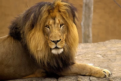Lion Hd Wallpapers
