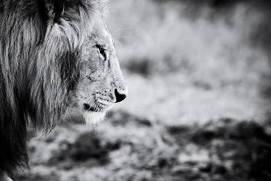Lion Black And White Free Download HD Wallpapers 6480   Amazing ...