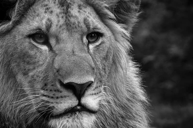 Android Wallpapers Page 898: Nice Black White King Lion 720p Wow ...