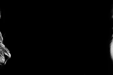 Lion Black And White HD Images Wallpapers 6474   Amazing Wallpaperz