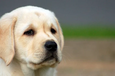 Really Cute Dogs And Puppies For Sale   Wallpaper.