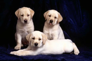 Cute Labrador Retriever Puppies Wallpapers HD Free Download