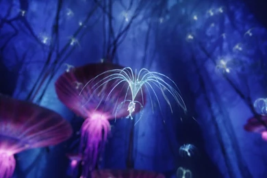 Avatar, Movie, Pictures, Freewallpapers, Wallpapers, Desktops ...