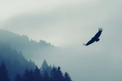 iPhone 6   Animal/Eagle   Wallpapers ID: 583532