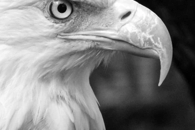 Black White Eagle 3Wallpapers Iphone Parallax.jpg