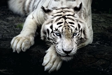 White tiger hd 2560x1600.jpg