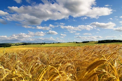 2560x1600 Summer Field Hd Wallpapers