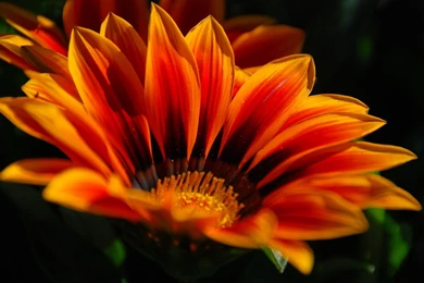 2560x1600 Orange Flower Hd Wallpapers