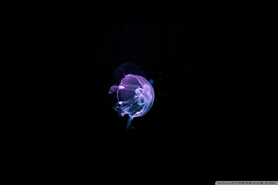 Jellyfish   Deep Blue Sea HD Desktop Wallpapers : High Definition ...