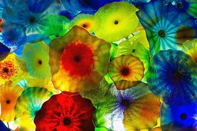 Colorful Jellyfish iPad Wallpapers Download