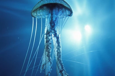 Beautiful Jellyfish Wallpapers Full HD For PC 42335 Full HD ...