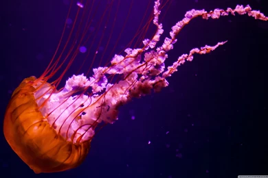 Jellyfish : Wallpapers