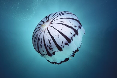 1600x1200 White Jellyfish Desktop PC And Mac Wallpapers