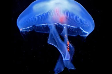 DeviantArt: More Like Jellyfish Wallpapers   iPhone 6 By Janosch500