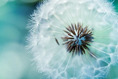 1280x1024 Dandelion Backgrounds Wallpapers