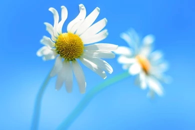 1280x1024 Daisy Blue Backgrounds Wallpapers