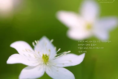 Scenery Wallpapers With Bible Verses 1024x768 NO.9 Desktop ...