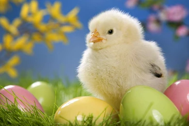 Download Cute Easter Free Wallpapers