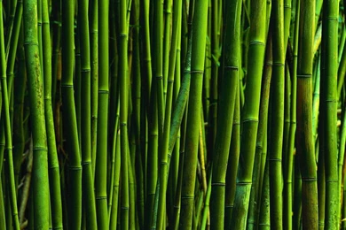 Bamboo Textured Wallpapers 2015   Grasscloth Wallpapers