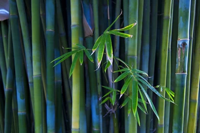 Gallery For   Buy Bamboo Wallpapers