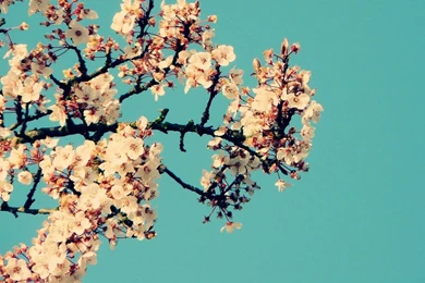 Flowers Wallpapers 7 Flowers Wallpapers