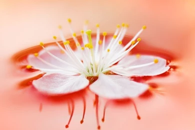 Free Flower Wallpapers For Desktop   Widescreen HD Wallpapers