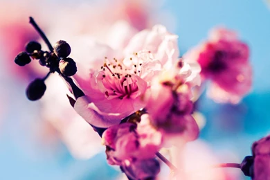 Flower desktop background wallpaper.jpg