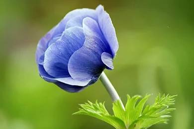 Blue Flower Desktop Wallpaper, Blue Flower Images, New Wallpapers