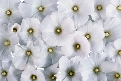 White Flowers Desktop Wallpapers ~ Toptenpack.com