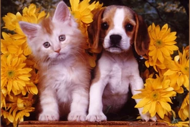 Puppy And Kitten   Wallpaper.
