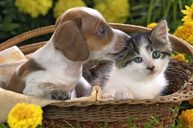 Puppy And Kitten Wallpapers And Images   Wallpapers, Pictures, Photos